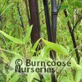 BAMBOO Phyllostachys nigra 