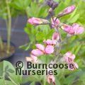 BAPTISIA 'Pink Truffles'  