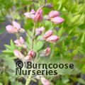BAPTISIA 'Pink Truffles'  
