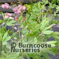 BAPTISIA 'Pink Truffles'  