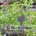BAPTISIA 'Pink Truffles'  