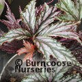 Small image of BEGONIA