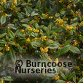 BERBERIS julianae  