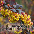 BERBERIS x ottawensis 'Superba'  