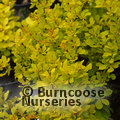 BERBERIS thunbergii 'Aurea' 