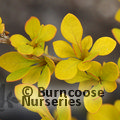 BERBERIS thunbergii 'Aurea' 