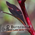 BERBERIS thunbergii 'Red Chief' 
