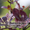 BERBERIS thunbergii 'Red Chief' 
