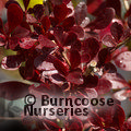 BERBERIS thunbergii 'Red Chief' 