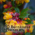 BERBERIS darwinii  