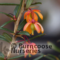 BERBERIS x lologensis 'Apricot Queen' 