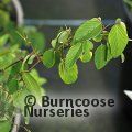 Small image of BERCHEMIA