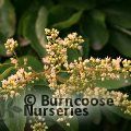 BERCHEMIA racemosa  