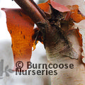 BETULA utilis subsp. albosinensis 'Pink Champagne'