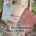 BETULA utilis subsp. albosinensis 'China Rose'