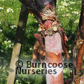 BETULA utilis subsp. albosinensis 'China Rose'