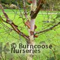 BETULA utilis subsp. albosinensis 'China Rose'