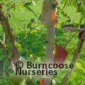 BETULA utilis subsp. albosinensis 'Pink Champagne'