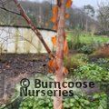 BETULA utilis subsp. albosinensis 'Red Panda'