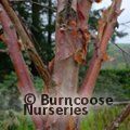 BETULA utilis subsp. albosinensis 'Red Panda'