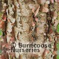 BETULA dahurica 'Maurice Foster' 