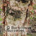 BETULA dahurica 'Maurice Foster' 