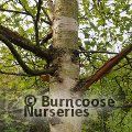 BETULA dahurica 'Maurice Foster' 