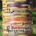 BETULA ermanii 'Mt. Zao Purple' 