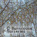 BETULA pendula 'Tristis' 