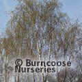 BETULA pendula 'Tristis' 