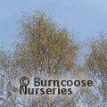 BETULA pendula 'Tristis' 