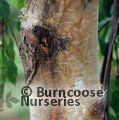 BETULA pendula 'Youngii' 
