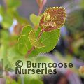 BETULA pumila  