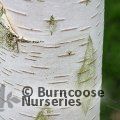 BETULA utilis subsp. jacquemontii 'Snow Queen'