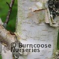 BETULA utilis subsp. jacquemontii 'Snow Queen'