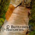 BETULA utilis subsp. utilis 'Nepalese Orange'