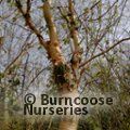 BETULA utilis subsp. utilis 'Nepalese Orange'
