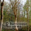 BETULA utilis subsp. utilis 'Nepalese Orange'