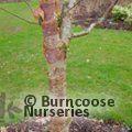 BETULA utilis subsp. albosinensis 'Chinese Garden'