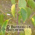 BETULA utilis subsp. albosinensis 'Ruby Chocolate'
