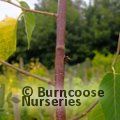 BETULA utilis subsp. albosinensis 'Ruby Chocolate'