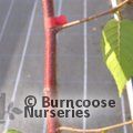 BETULA utilis subsp. albosinensis 'Ruby Chocolate'