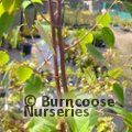 BETULA utilis subsp. albosinensis 'Ruby Chocolate'