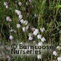BORONIA   