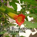 BRUGMANSIA orange  