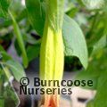 Small image of BRUGMANSIA