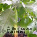 BRUGMANSIA orange  