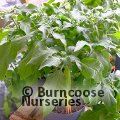 BRUGMANSIA orange  