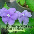 BRUNFELSIA pauciflora  