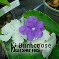BRUNFELSIA pauciflora  
